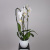 Фаленопсис Версаль Белый 2 ст в керамике_1
