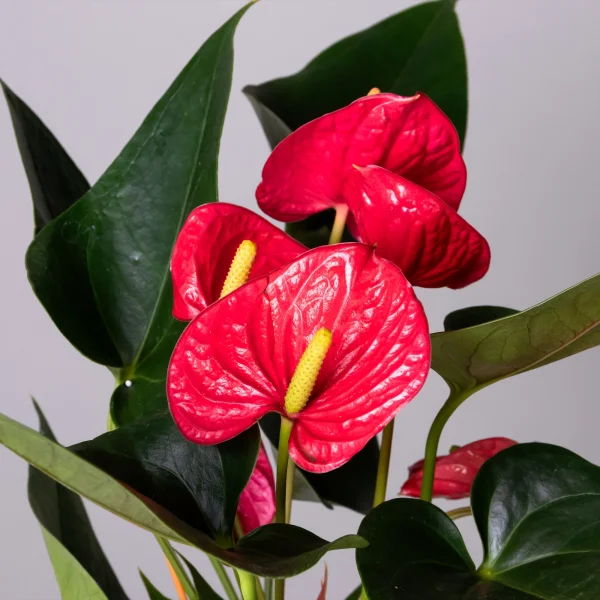 Антуриум андрианум Ред Эксплосион К_3