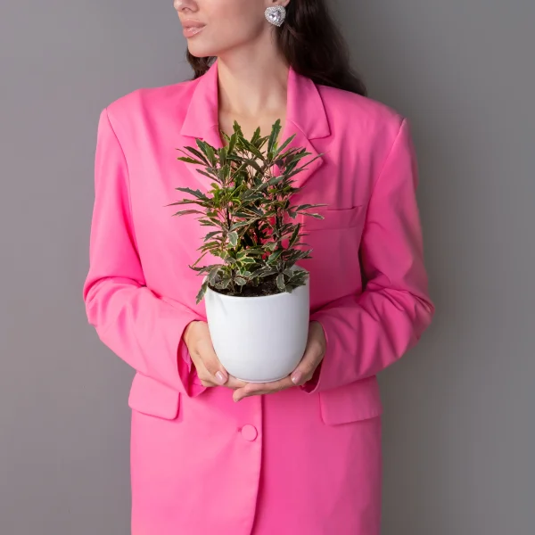 Дизиготека Бианка2