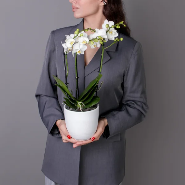 Фаленопсис Белый 3 ст_2