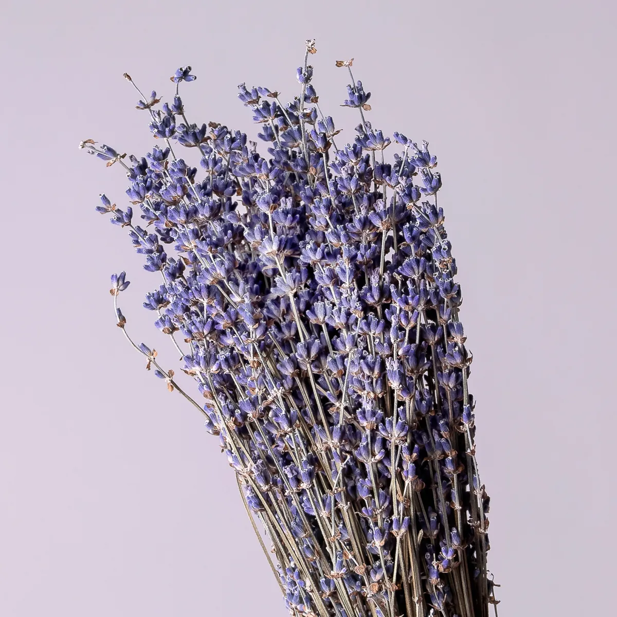Флористический букет "Сухоцвет Лаванда"_3