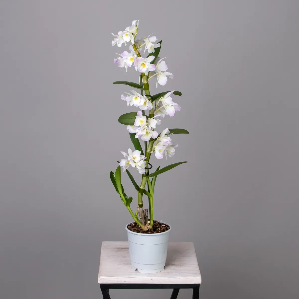 Дендробиум Нобиле Кумико 1ст_4