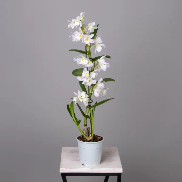 Дендробиум Нобиле Кумико 1ст_4