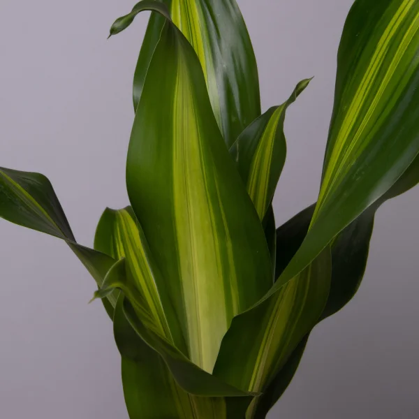 Драцена Фрагранс Барлей