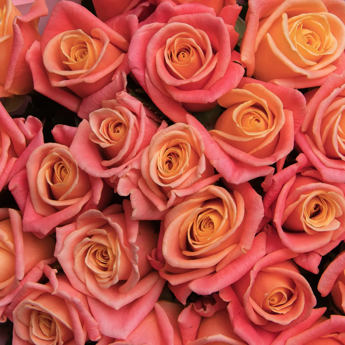 Букет Роза "Мисс Пигги"