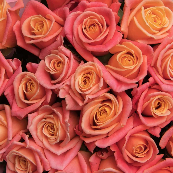 Букет Роза "Мисс Пигги"