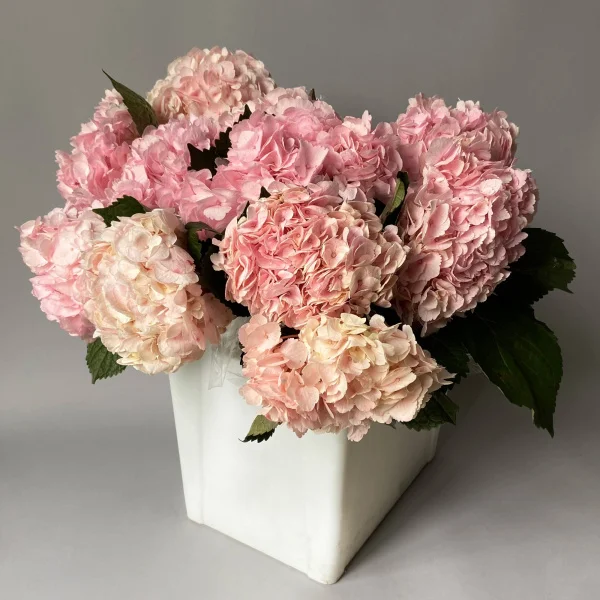 Гидрангия "Премиум Пинк" 1