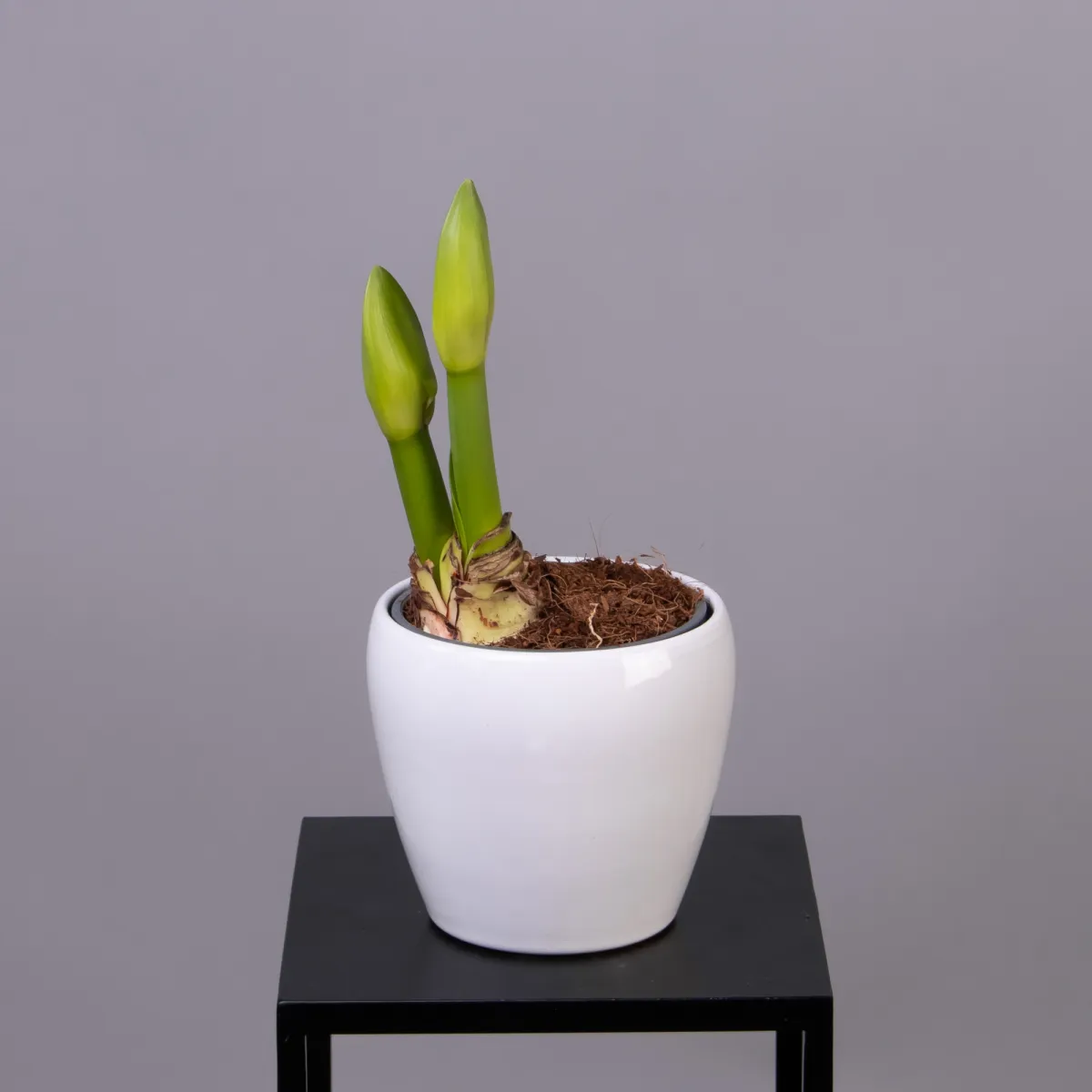 Гиппеаструм