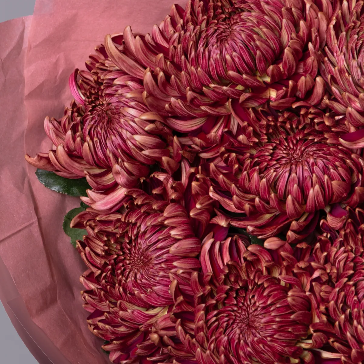 Букет Хризантема одноголовая "Бигоди Ред"_4