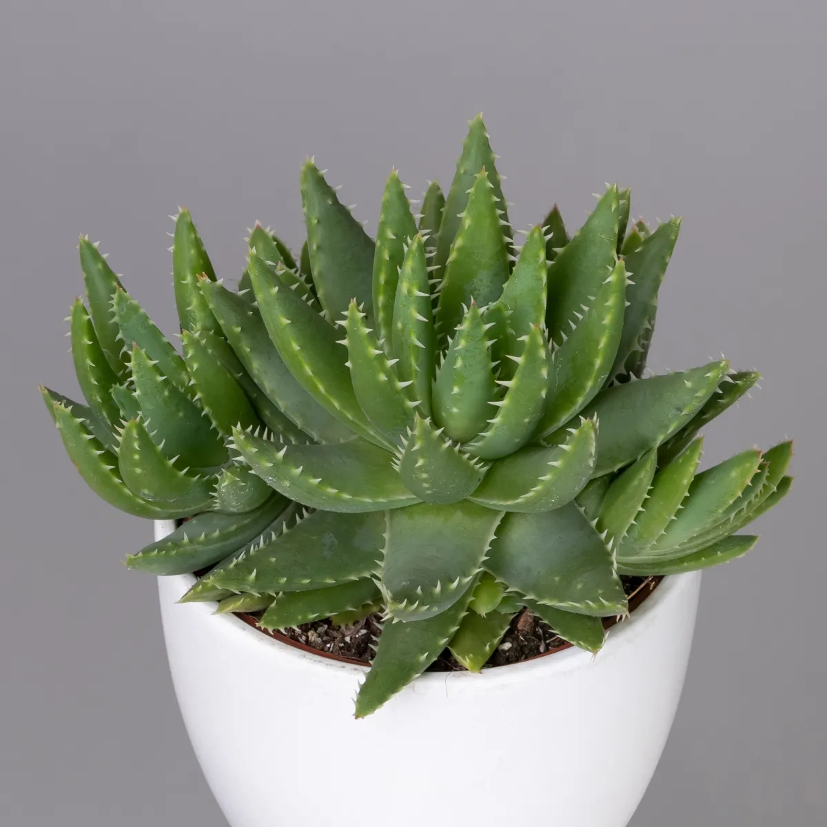 Алоэ Бревифолия_3