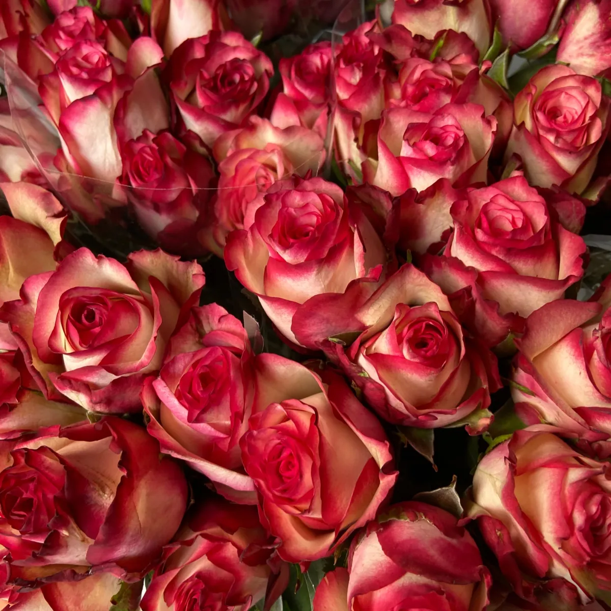 Роза "Палома"