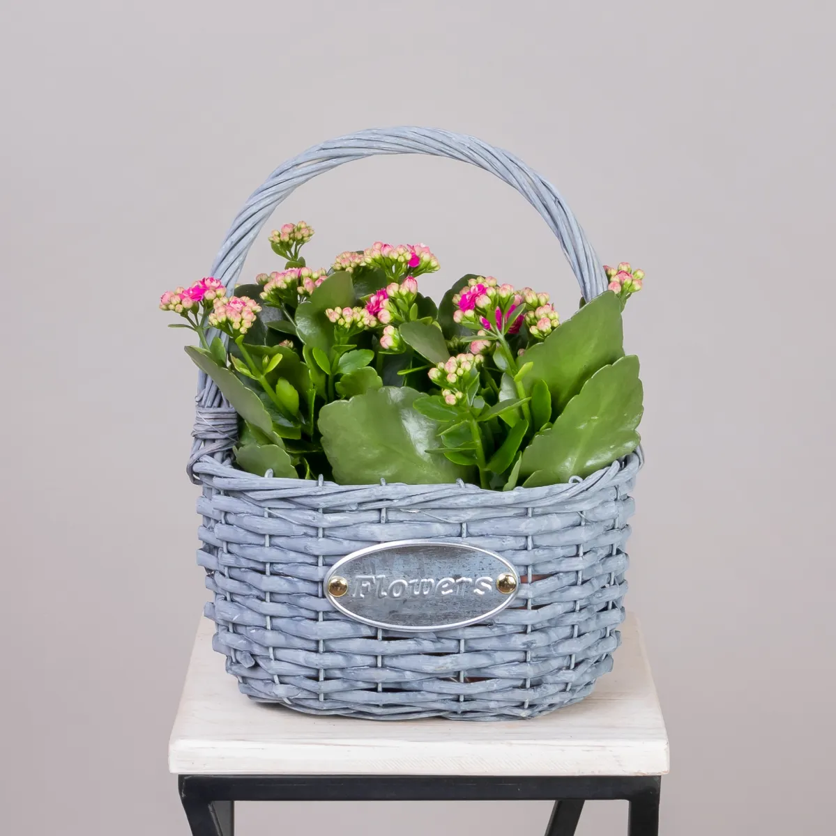 Каланхое Малиновое в Серой корзине_1