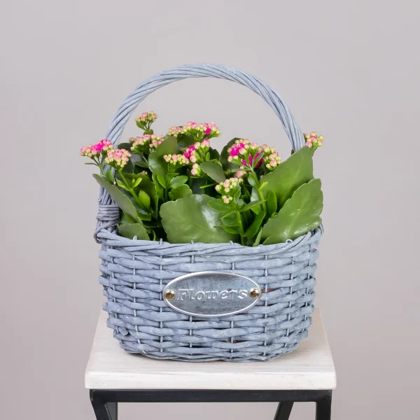 Каланхое Малиновое в Серой корзине_1