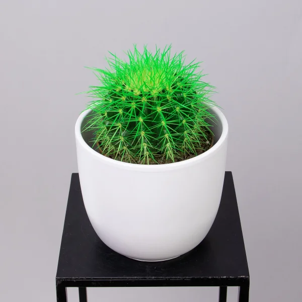 Эхинокактус Грузони крашеный микс_1