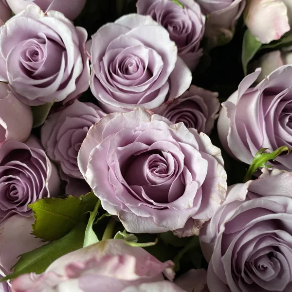 Роза "Оушн Сонг"