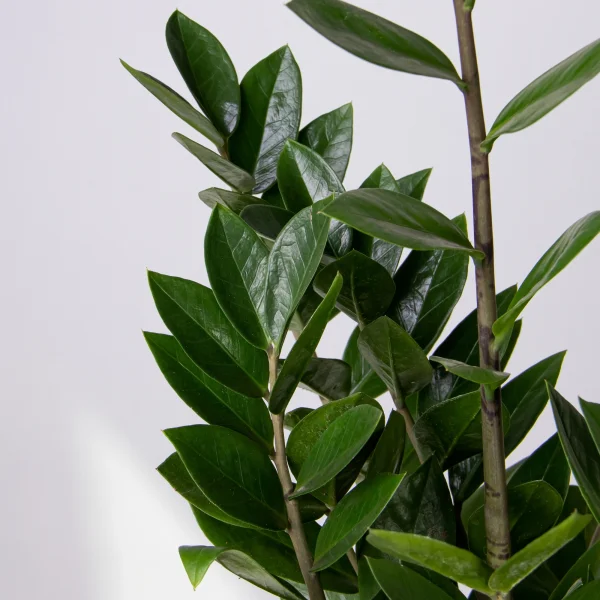 Замиокулкас_3