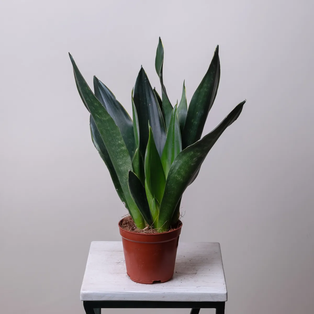 Сансевиерия Блек Диамонд4