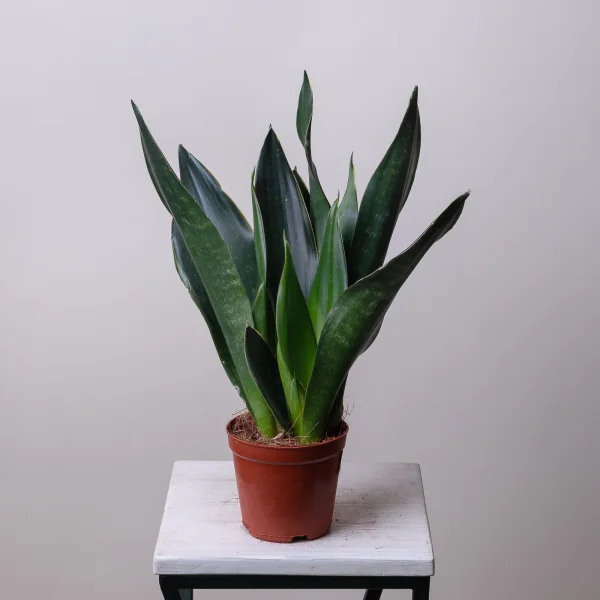 Сансевиерия Блек Диамонд4