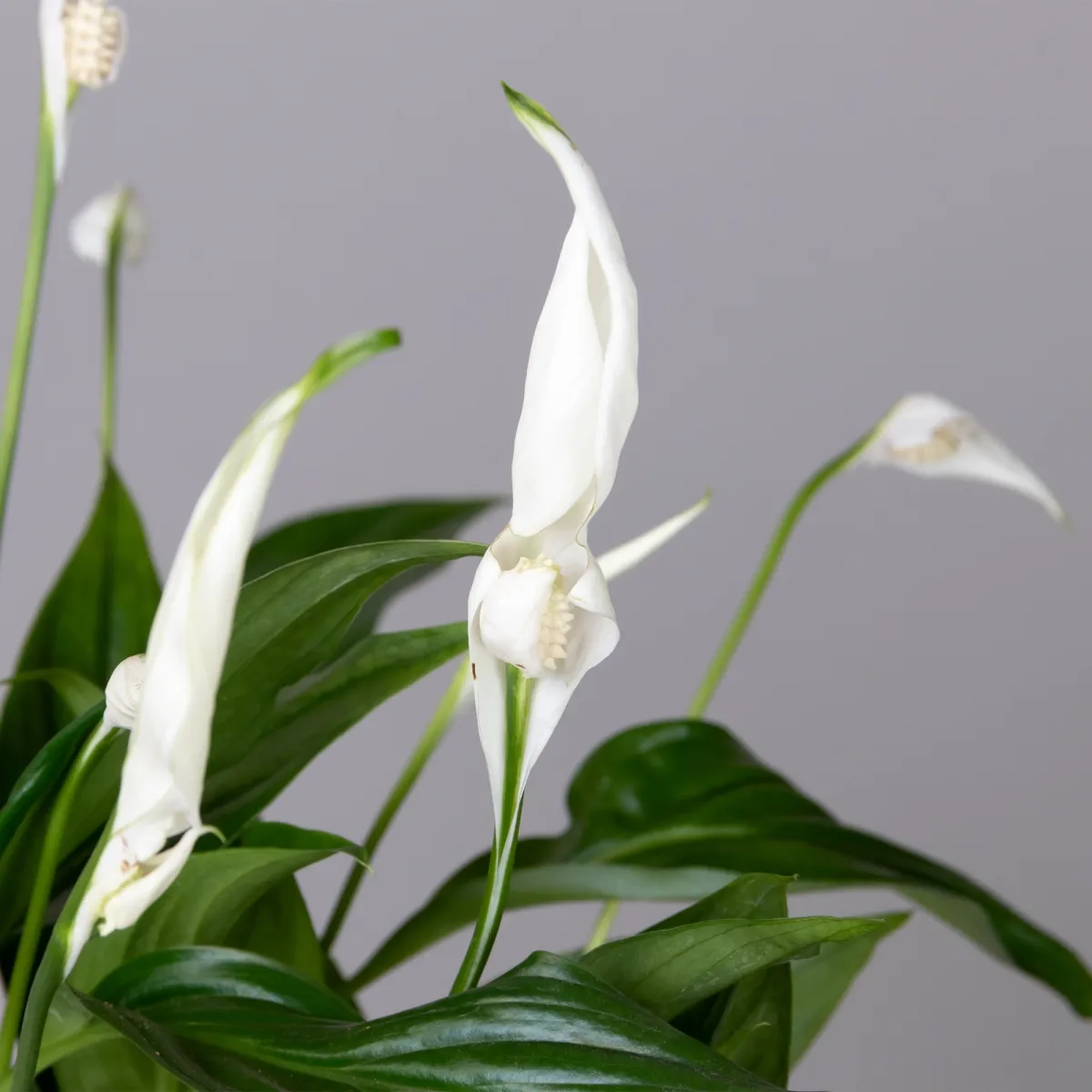 Спатифиллум Купидо_3