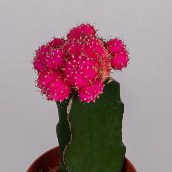 Гимнокалициум Розовый_3