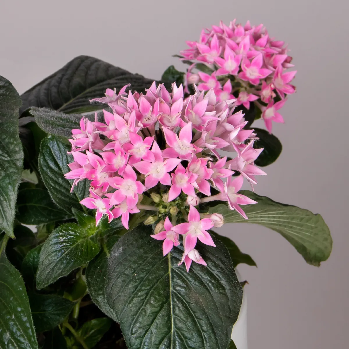 Пентас Розовый_2