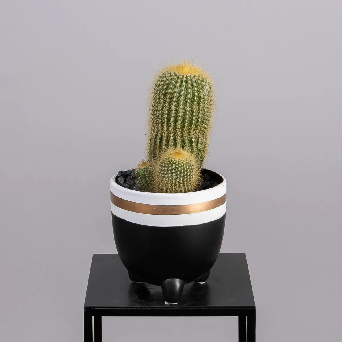 Кактус Микс в упаковке 3шт