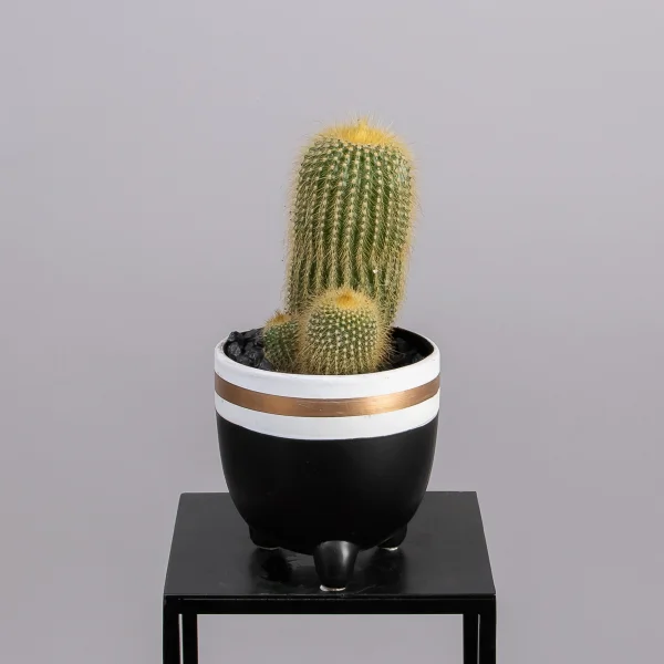 Кактус Микс в упаковке 3шт