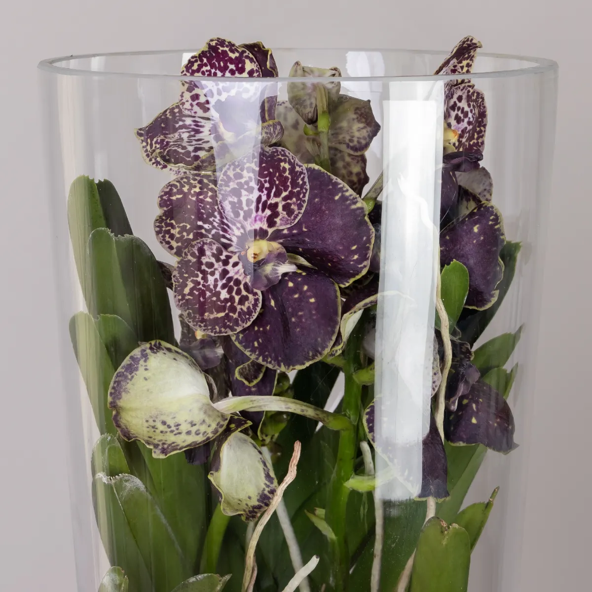 Ванда в стекле Мишель_3