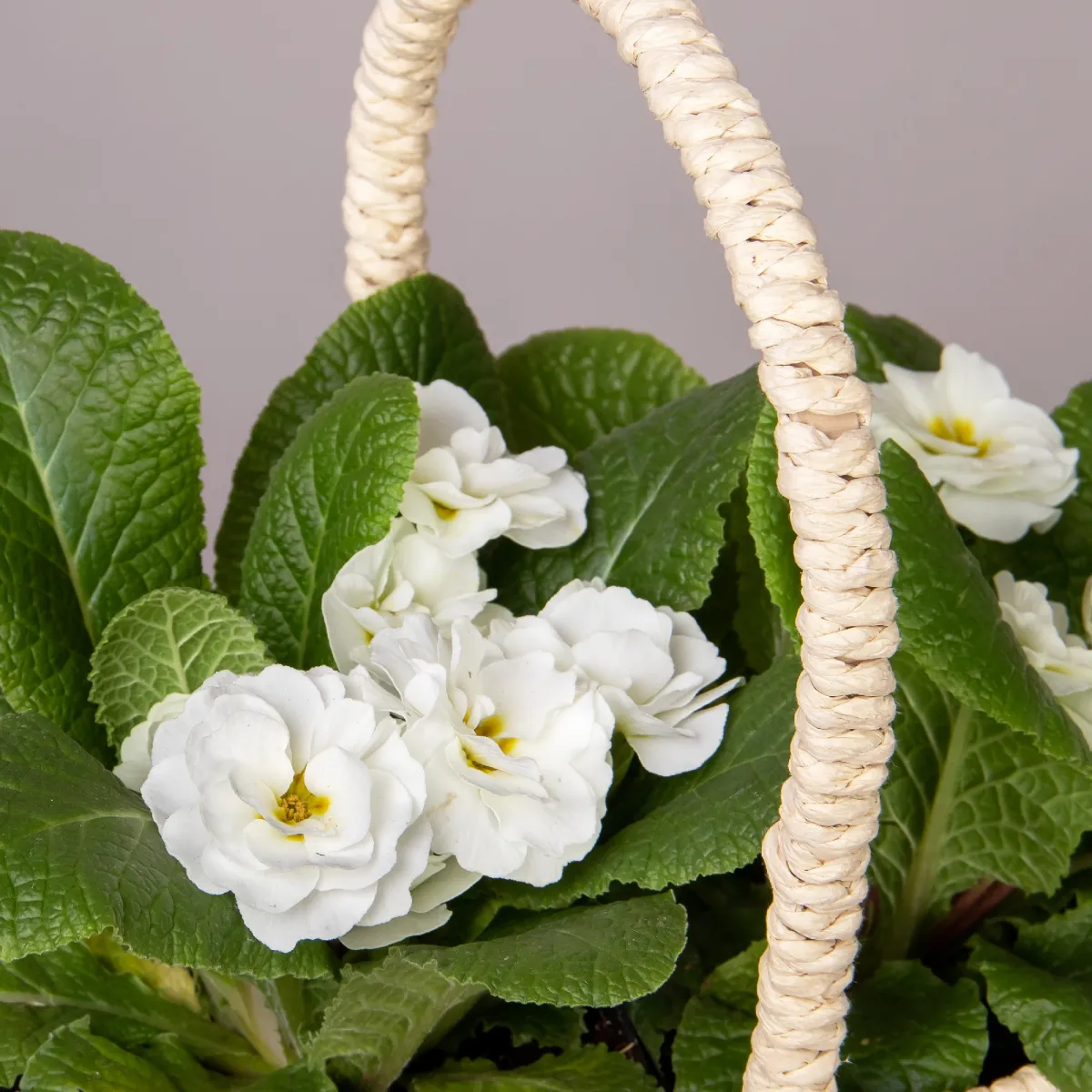 Примула Белая в Светлой двойной корзине_2