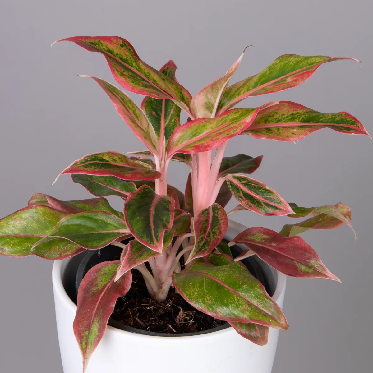 Аглаонема Сиам Пинк_3