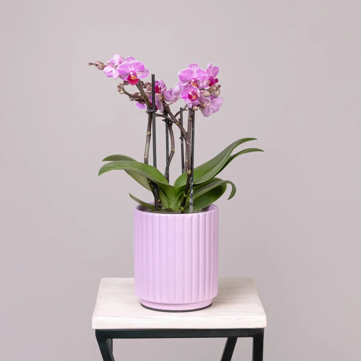 Фаленопсис Букет Сиреневый  в розовой керамике_1