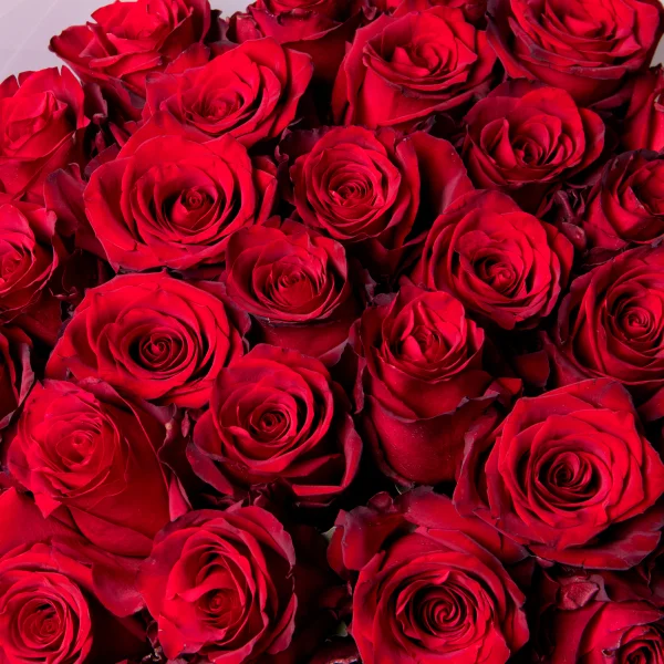 Букет Роза "Эксплорер"_4