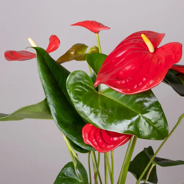 Антуриум андрианум Эдисон_3