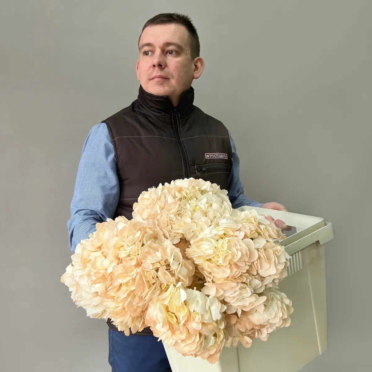 Гидрангия "Пич"