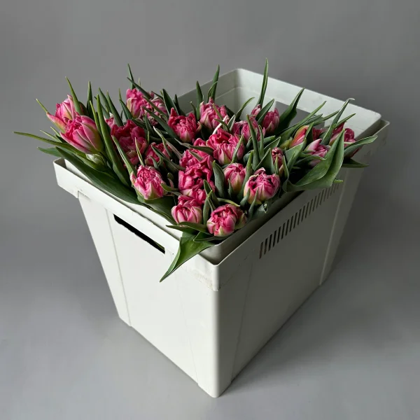 Тюльпан "Ду Флеш Поинт"_1