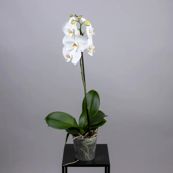 Фаленопсис Микс 1 ст_5