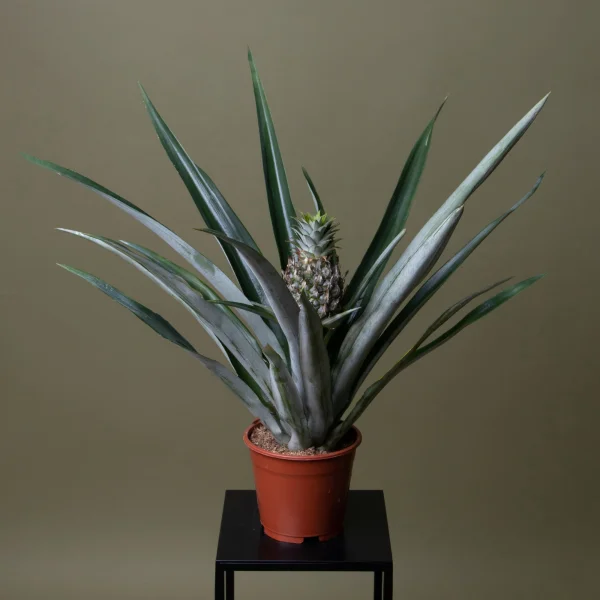 Ананас Чампака