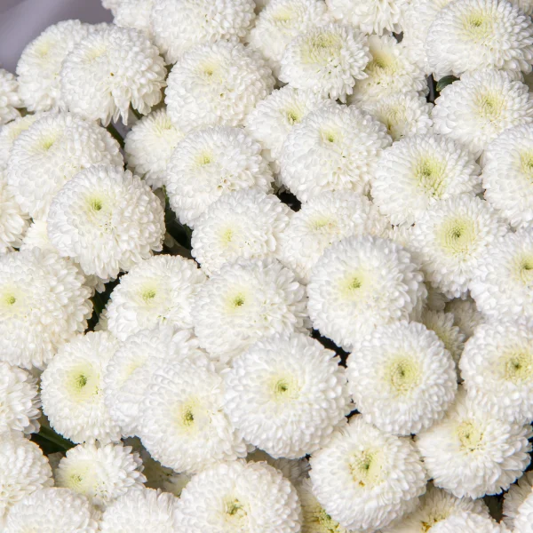 Букет Хризантема кустовая "Ньютон"_4