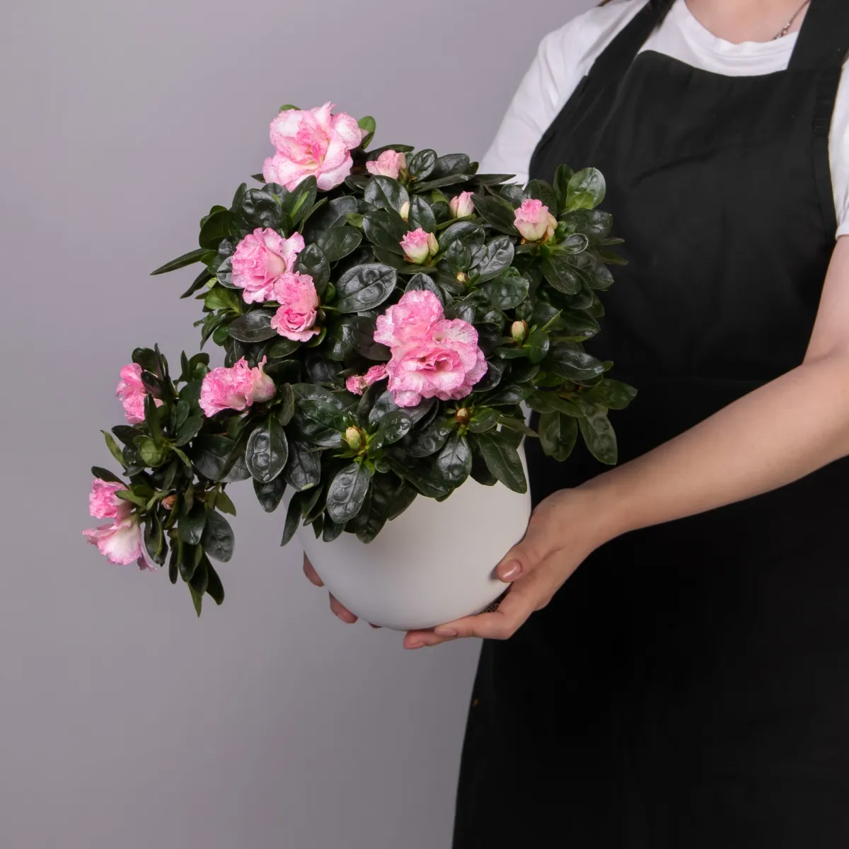 Азалия Индика