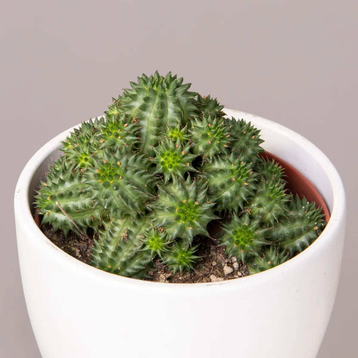 Эуфорбия Сюзанна_3