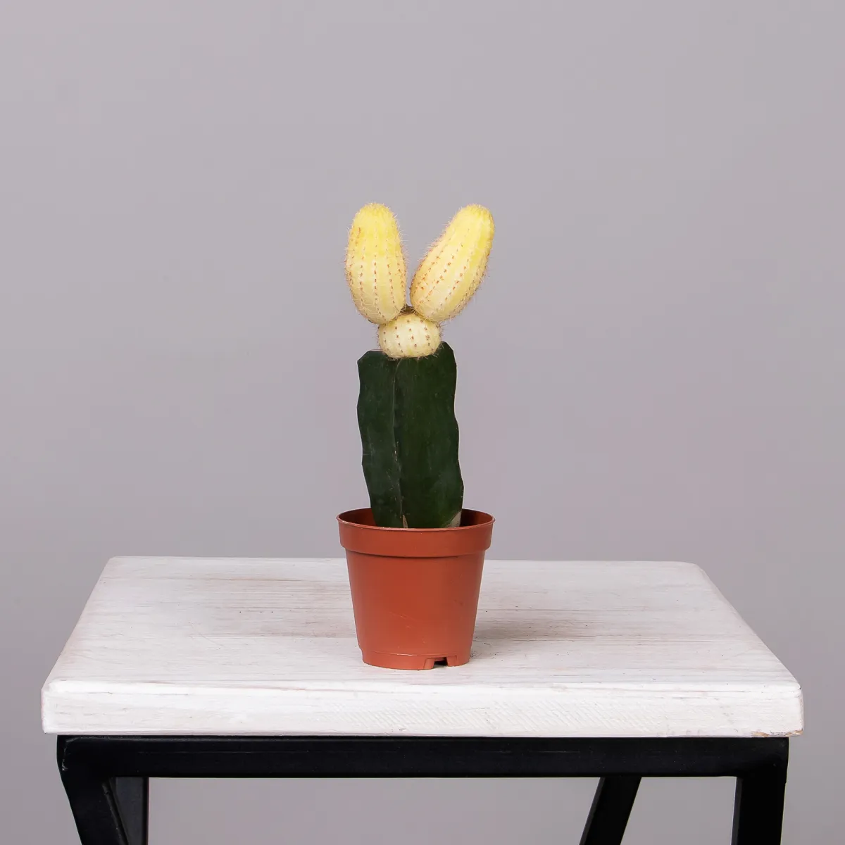 Гимнокалициум Желтый_4