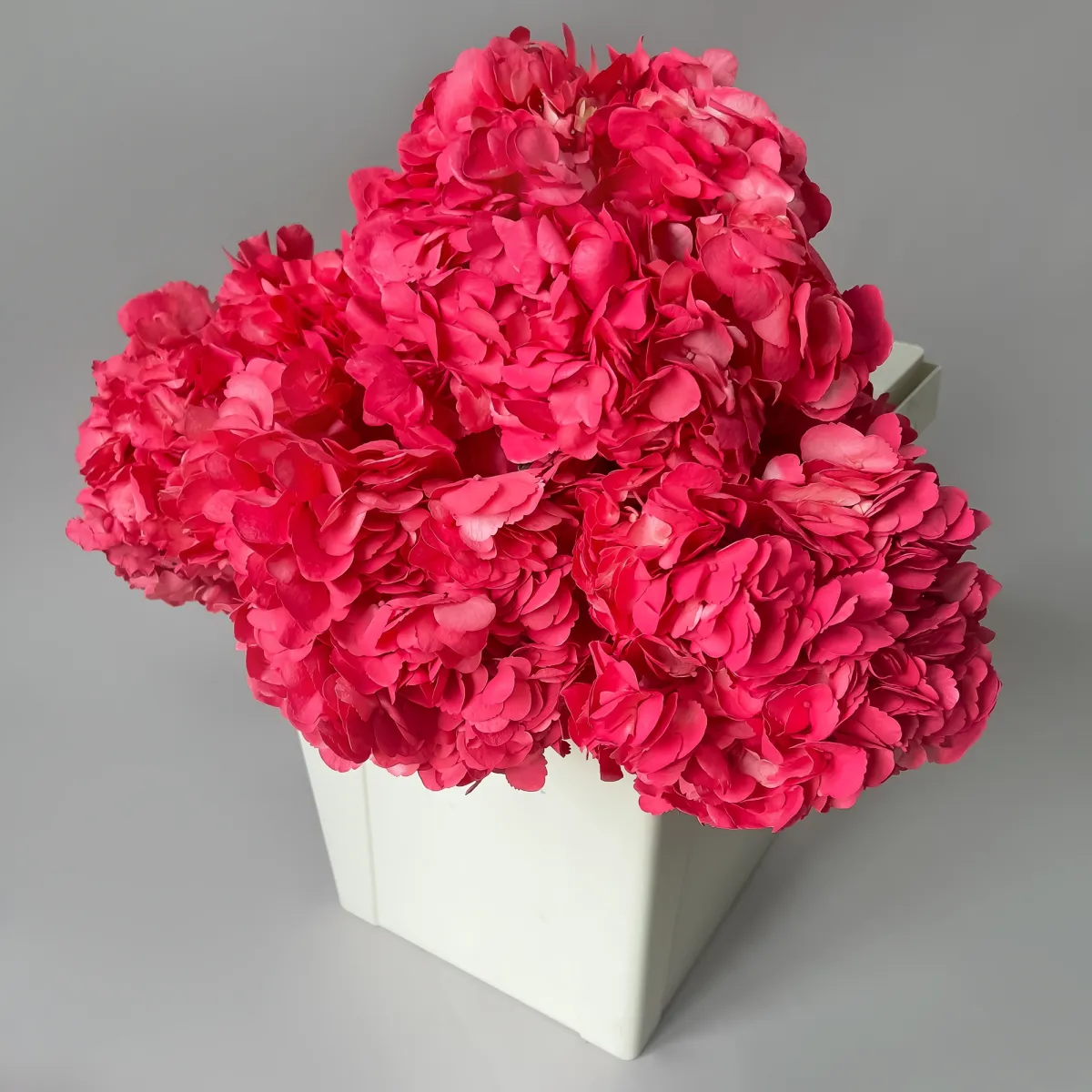 Гидрангия "Хот Пинк"