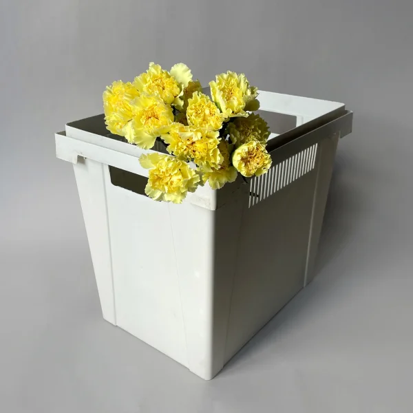 Гвоздика "Сплендор"_1