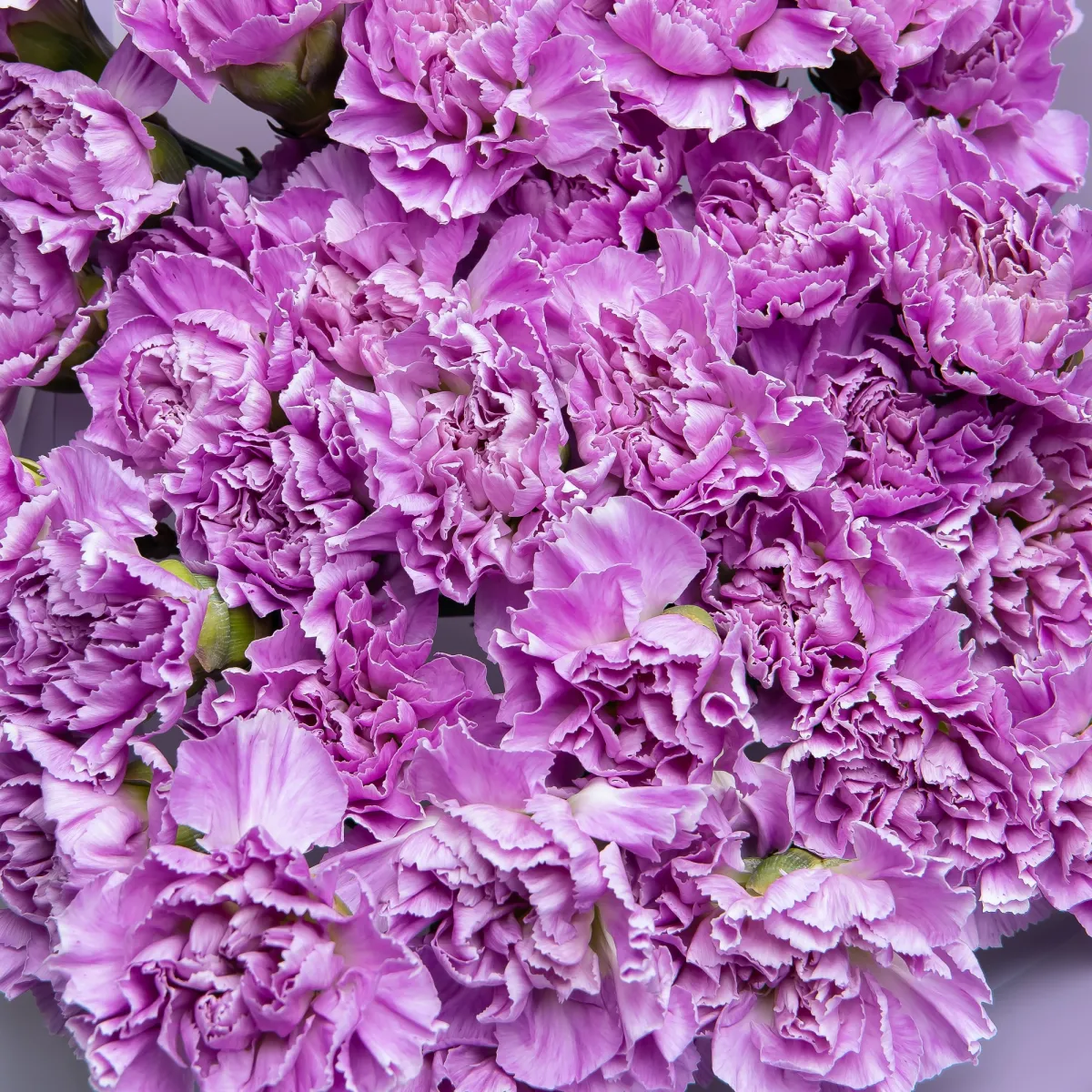 Букет Гвоздика "Мун Лайт"_4