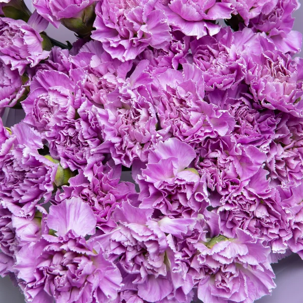 Букет Гвоздика "Мун Лайт"_4