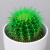 Эхинокактус Грузони крашеный микс_3