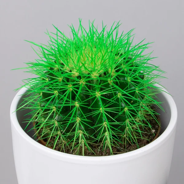 Эхинокактус Грузони крашеный микс_3