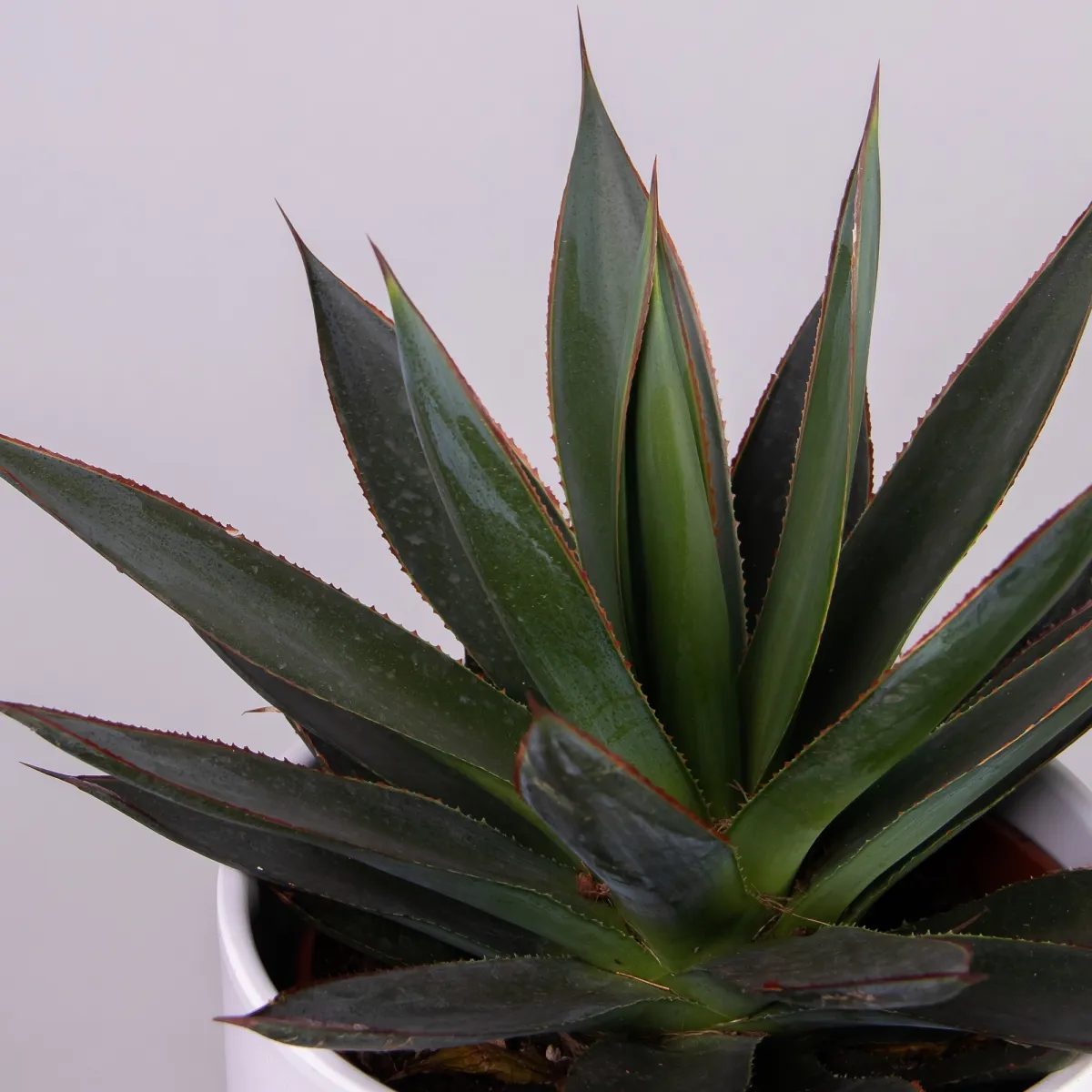 Агава Шака Зулу_3