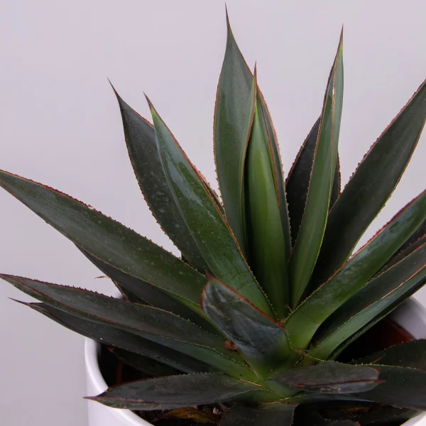 Агава Шака Зулу_3