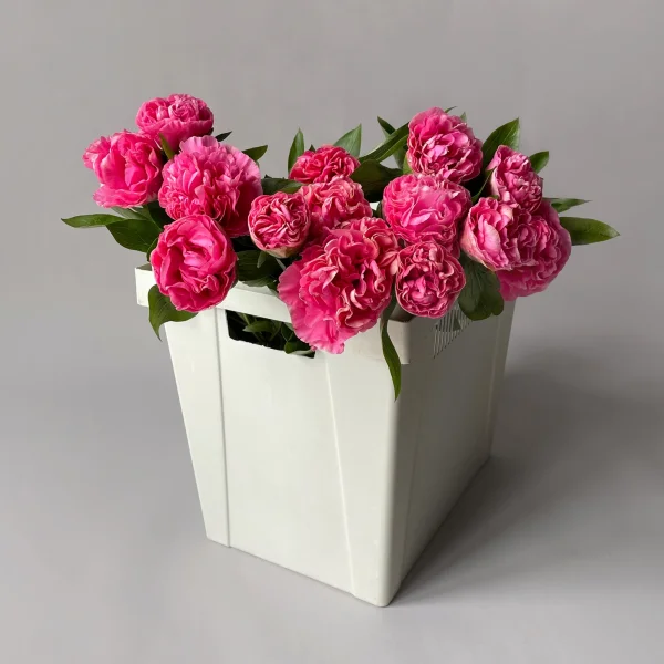 Пион "Корнейшн"_1